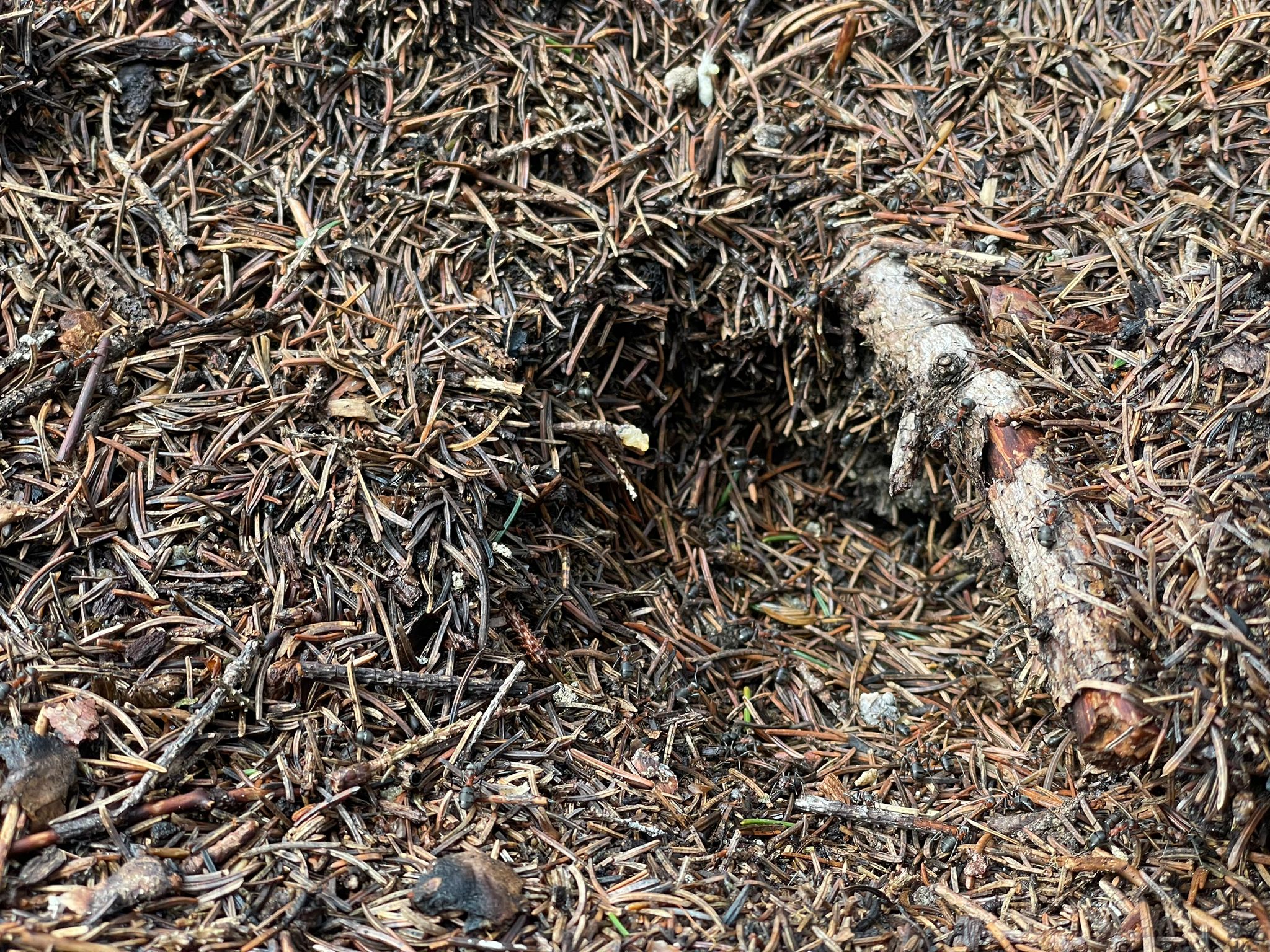 Zerstörung des Ameisenhaufens