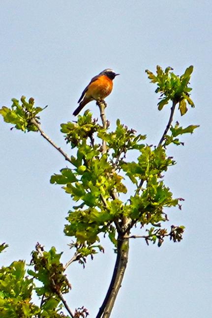 Foto: A. Röhm- Gartenrotschwanz