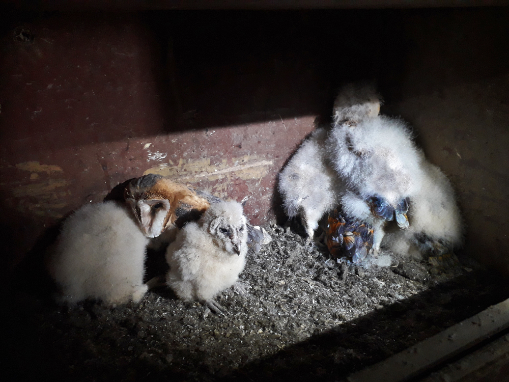 Foto: P. Hess, diese Jungvögel sind bereits weit entwickelt. Das Erstgeborene hat schon das Federkleid der Erwachsenen.