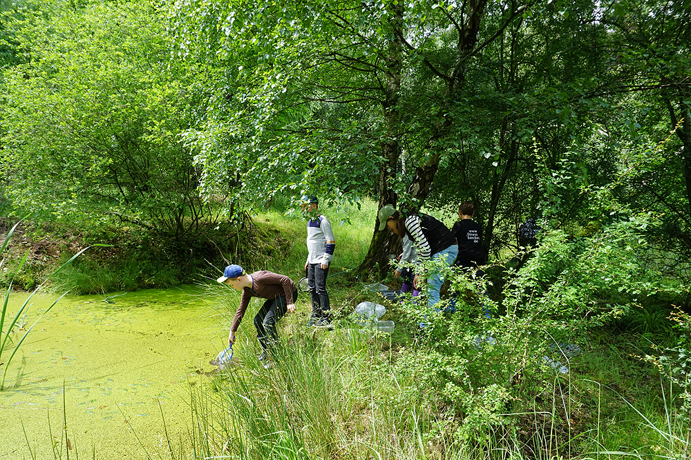Foto: A. Röhm, Am Teich angekommen war sofort die Zeigerpflanze zu sehen. Wasserlinsen zeigen eine schlechte Wasserqualität an.