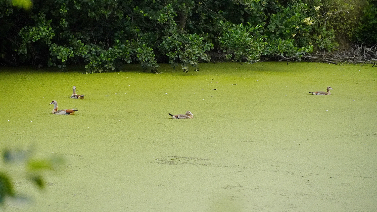 Nielgänse im Teich 1