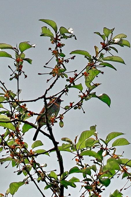 Foto: A. Röhm- Wendehals