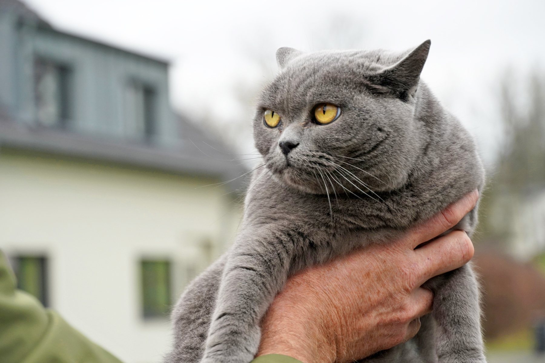Britisch Kurzhaar Katzen