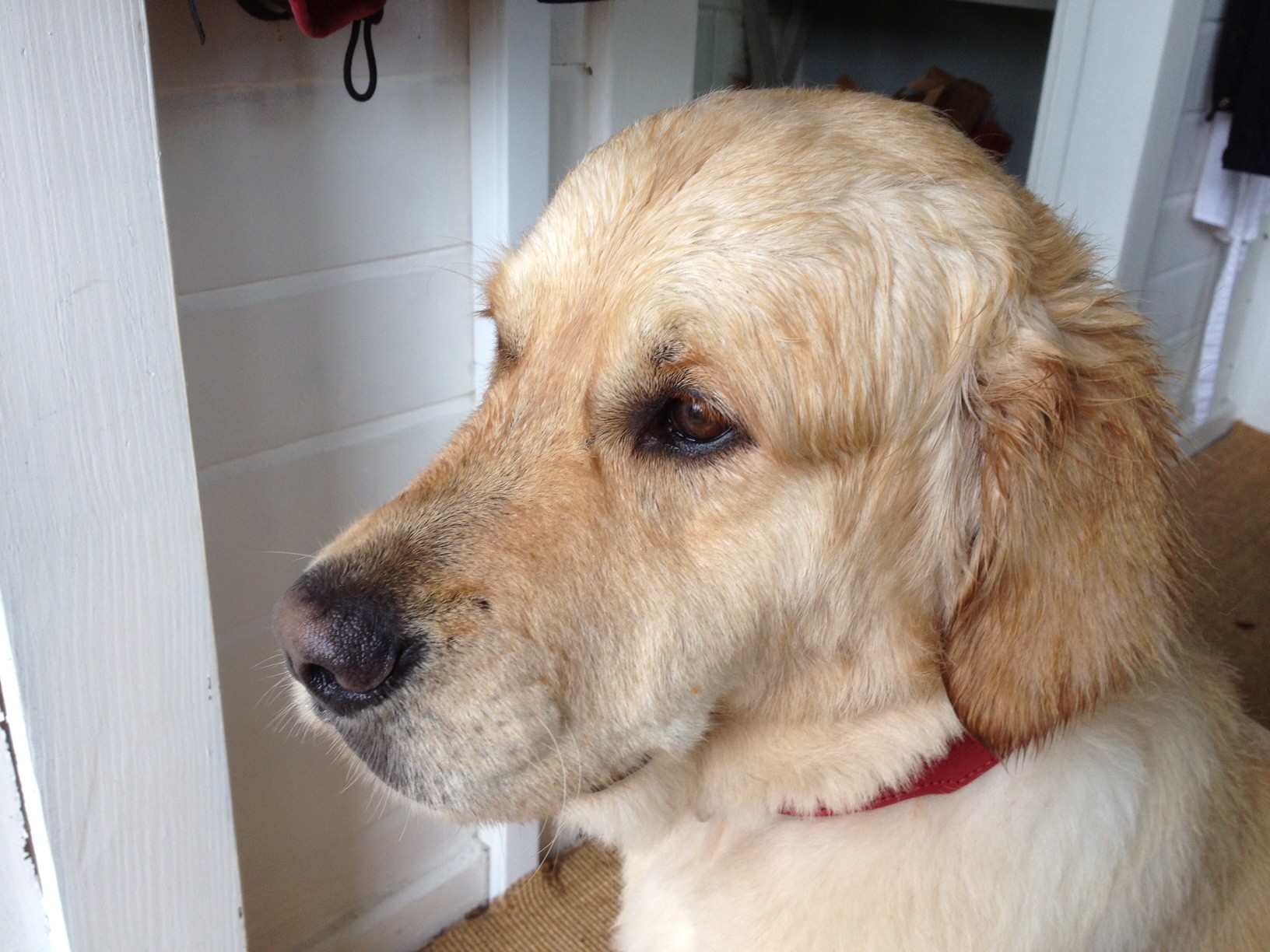 Urlaub mit dem Hund Lüneburger Heide Hotel bei Bad Bevensen