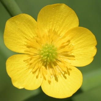 Butterblume