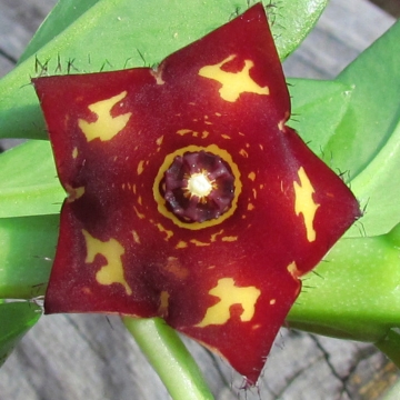 Caralluma frerei