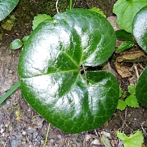 Gewöhnliche Haselwurz