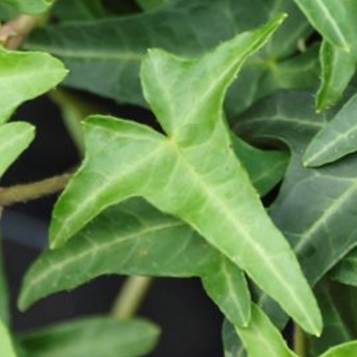 Hedera helix Sagittifolia