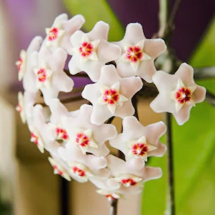 Porzellanblume