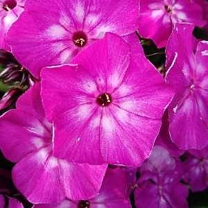 Phlox paniculata