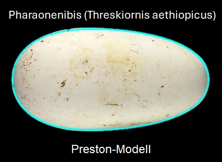 Preston-Modell - Pharaonenibis (Threskiornis aethiopicus)