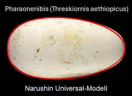 Narushin Universalmodell - Pharaonenibis (Threskiornis aethiopicus)