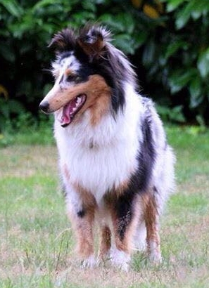 Nala