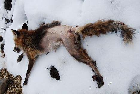 Jungfuchs, der am Milbenbefall jämmerlich zu Grunde ging.