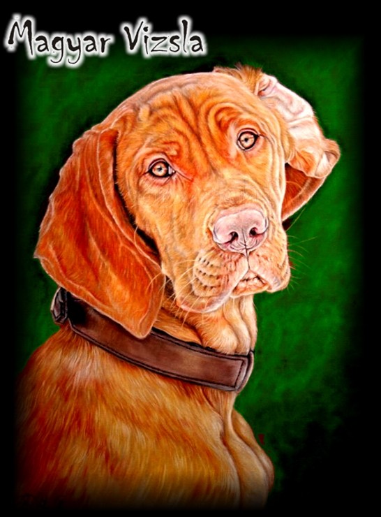 Der Magyar Vizsla Rassenbeschreibung Warndt Waldis