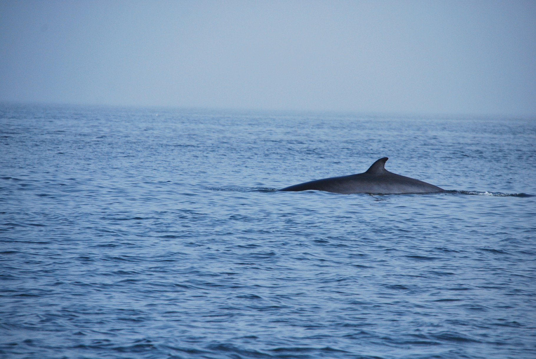 Whale Watching in Baie Ste Catherine Quebec, KANADA Patricia's Reise und Ausflugsblog!