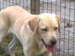 CARACTERISTICAS DE LA RAZA DE PERROS LABRADORES
