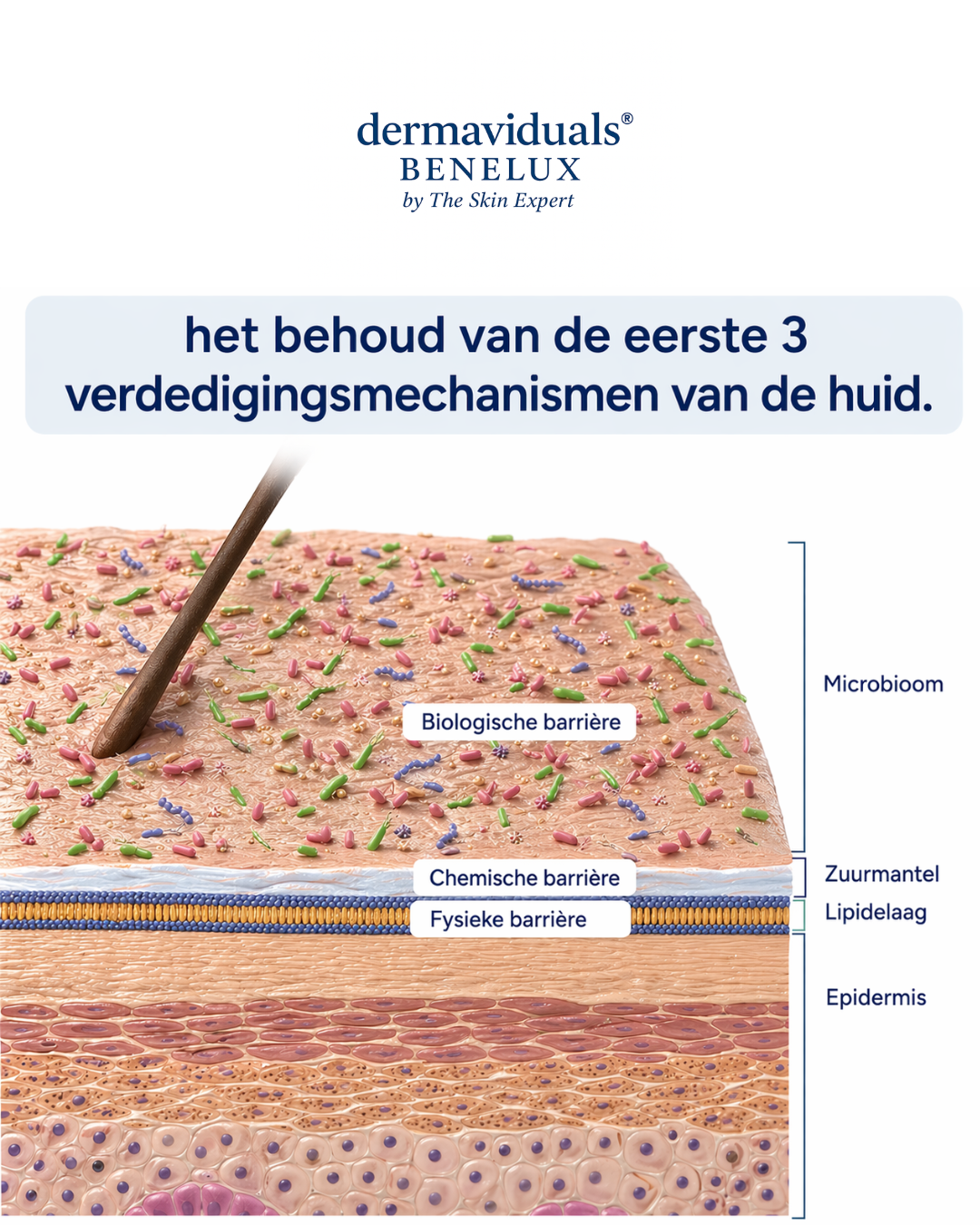 Corneotherapie: een wetenschappelijke aanpak voor huidverbetering