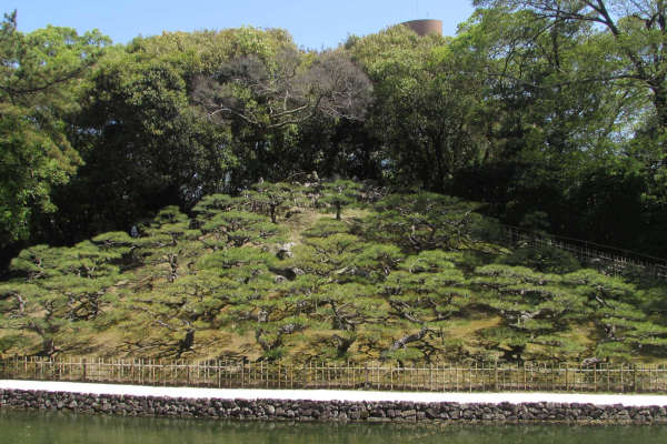 飛来峰の小松