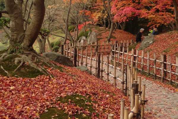 楓岸と、盛りを過ぎた紅葉 12月初め