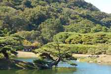 北湖の松