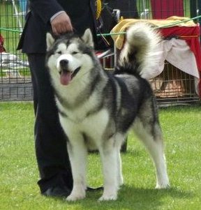 Icewolf malamutes sale