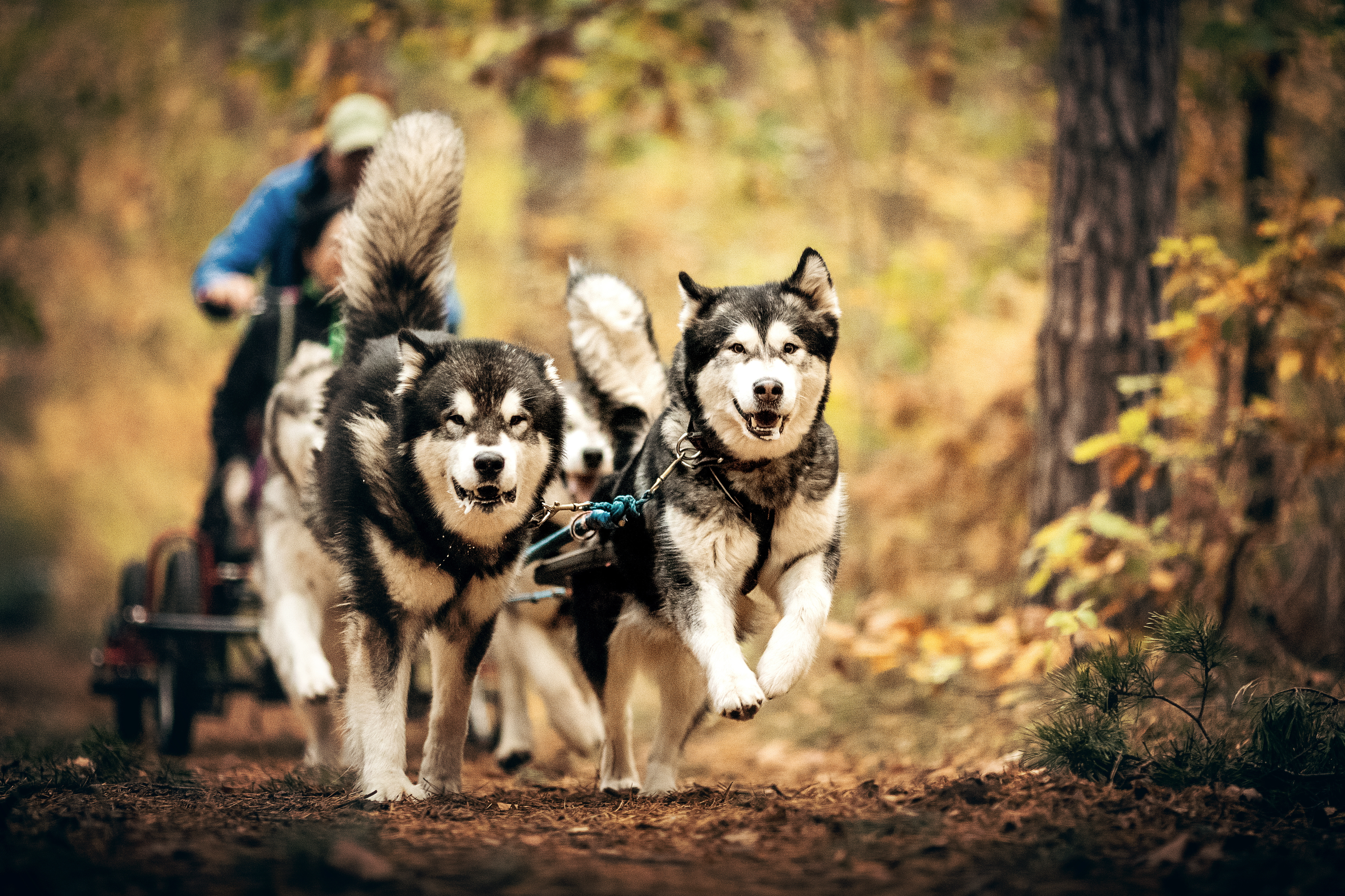 Gesunde Sportliche Familienfreundliche Alaskan Malamute Und Welpen Direkt Vom Zuchter Blackmagpie Alaskanmalamutes Webseite