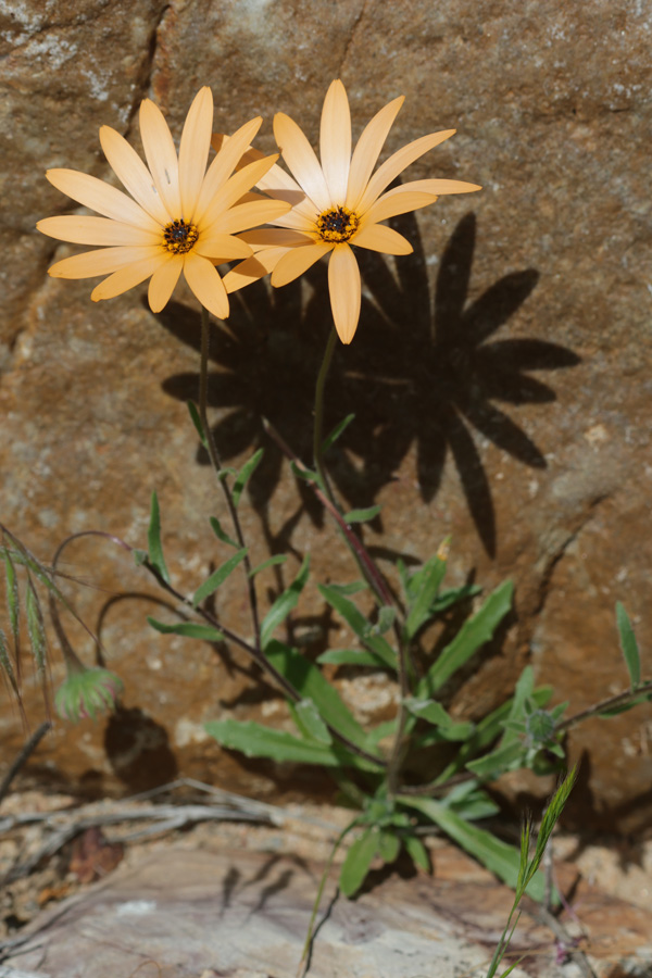 Dimorphotheca sinuata - Buschige Kap-Ringelblume (Habitus)