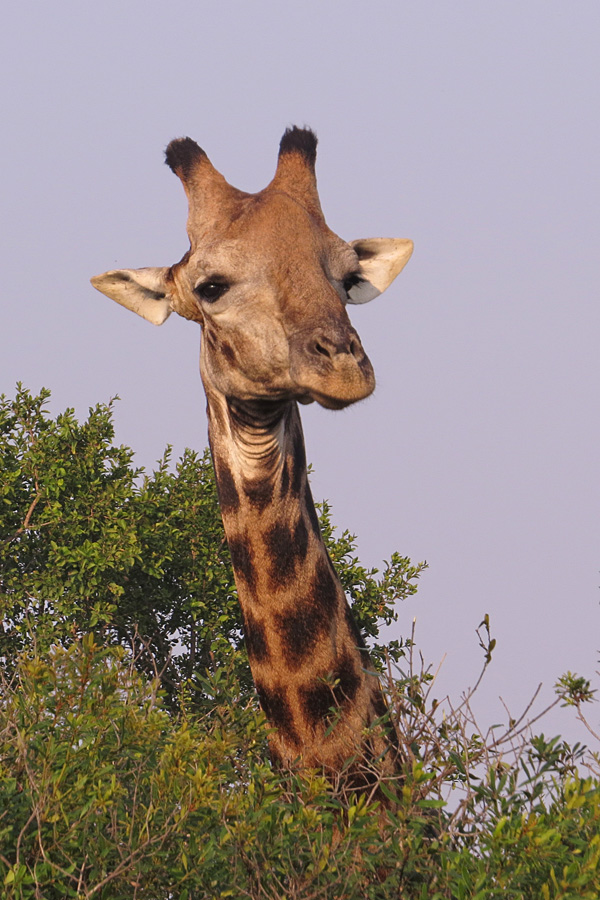 Giraffa camelopardalis ssp. giraffa - Kap-Giraffe
