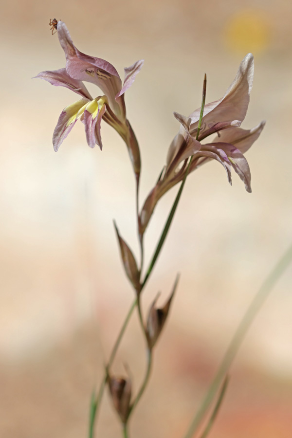 Gladiolus permeabilis