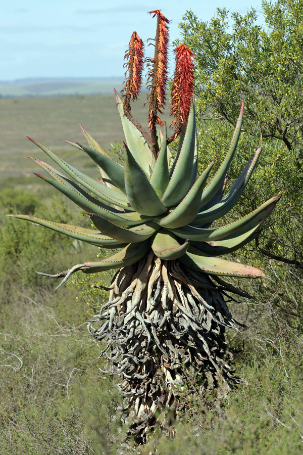 Aloe ferox - Kap-Aloe