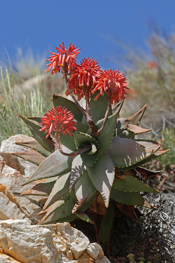 Aloe perfoliata - Schutt-Aloe