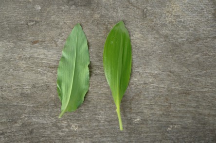 links: Bärlauch,   rechts: Maiglöckchen 