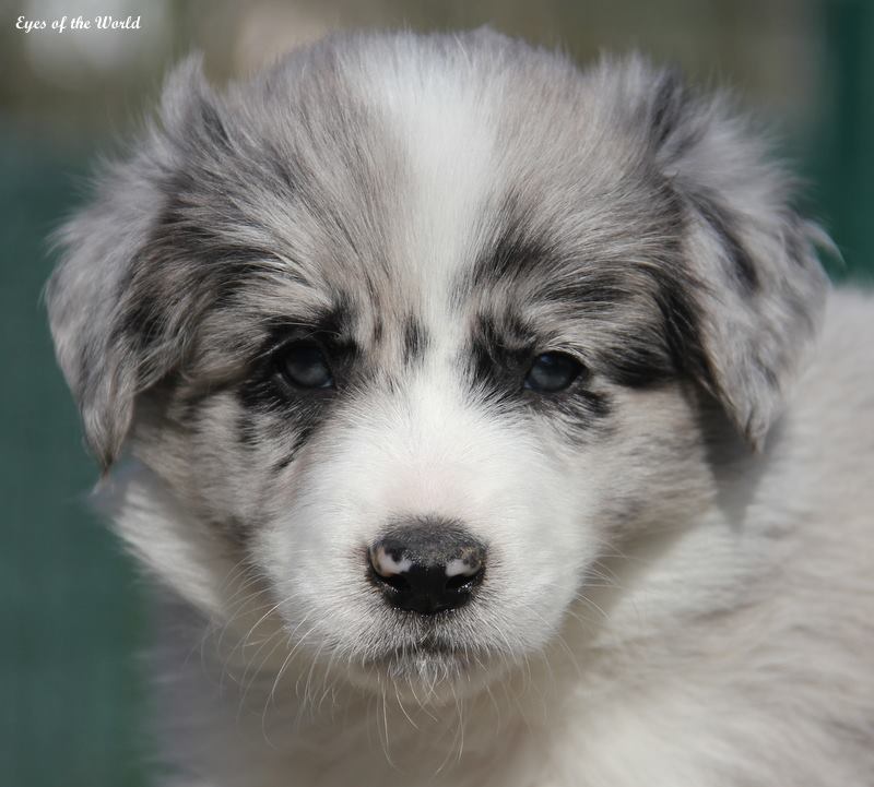 FLYING HEARTBREAKERS LIVING THE DREAM LEYKA  blue merle female