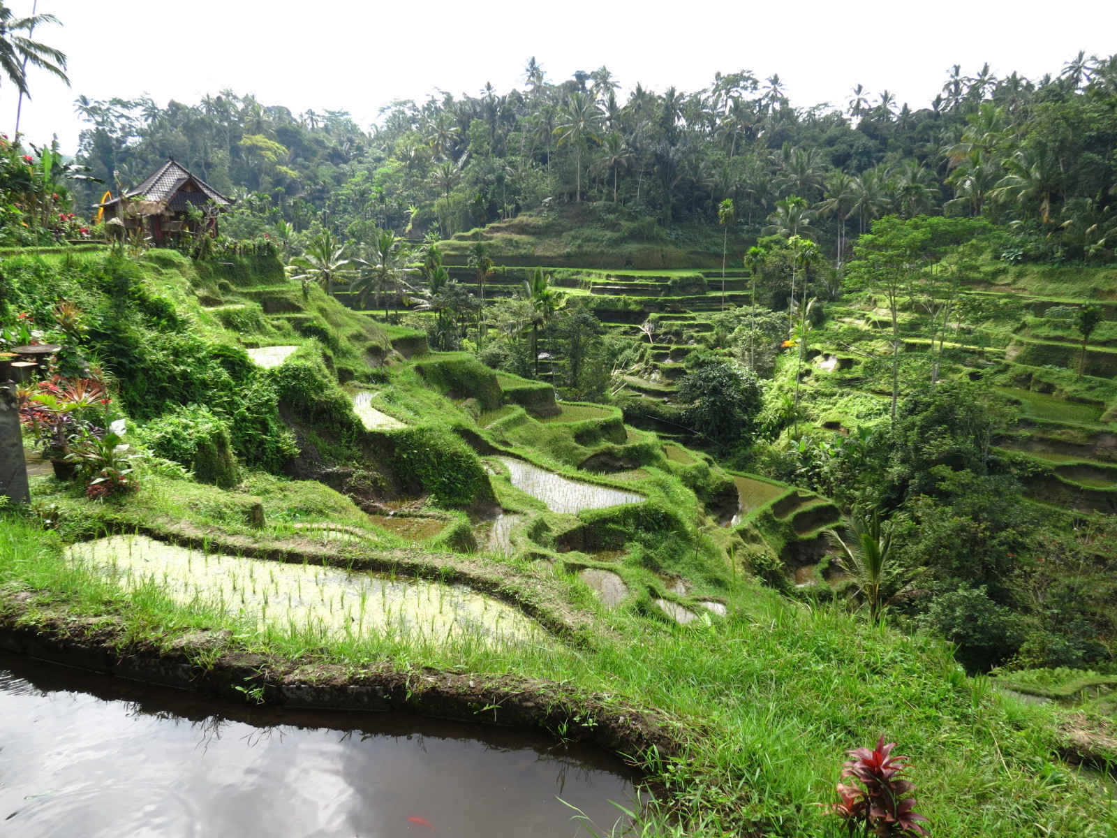 Sawah Tour: Drive in scooters through the incredible reice fields? It is possible with the Sawah Tour! 