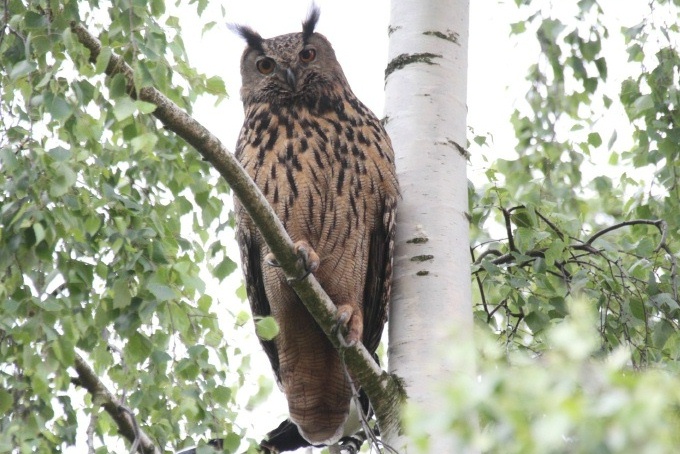 Altvogel schaut bei der Beringung der Jungen aus luftiger Höhe zu.   Foto: NABU / Borck