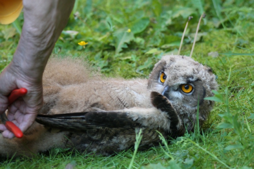 ich habe es gleich überstanden.           Foto: NABU / Borck