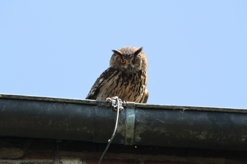 Altvogel schaut nun von der Dachrinne nach dem Rechten.           Foto: NABU / Borck