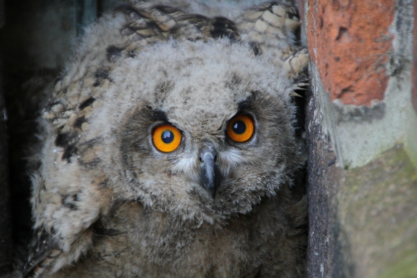 Was wollt ihr von mir ?          Foto: NABU / Borck