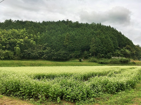 多和中山のそば畑