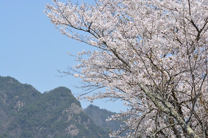 多和槇川から見た矢筈山と桜