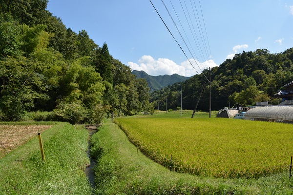 夏の多和菅谷の風景。ここから流れる水は吉野川へ。