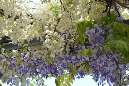 多和兼割にある大窪寺で咲くフジの花