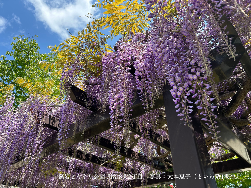 藻岩山の森林と関わる きのこたち 札幌近郊林 藻岩山の森林と関わる きのこたち 札幌近郊林