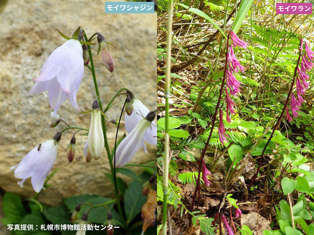 モイワと名の付く植物たち～藻岩山は植物の宝庫～