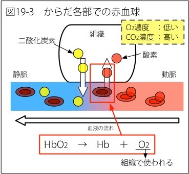 19 血液の色は酸素と関係があるんです 椿の生物