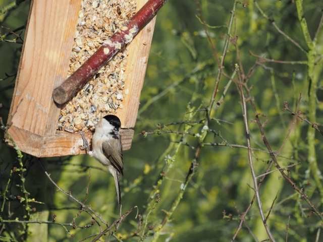 Sumpfmeise (Foto: N. Chalwatzis)