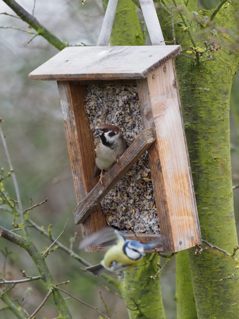 Feldsperling und Blaumeise (Foto: N. Chalwatzis)