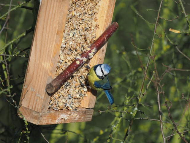 Blaumeise (Foto: N. Chalwatzis)