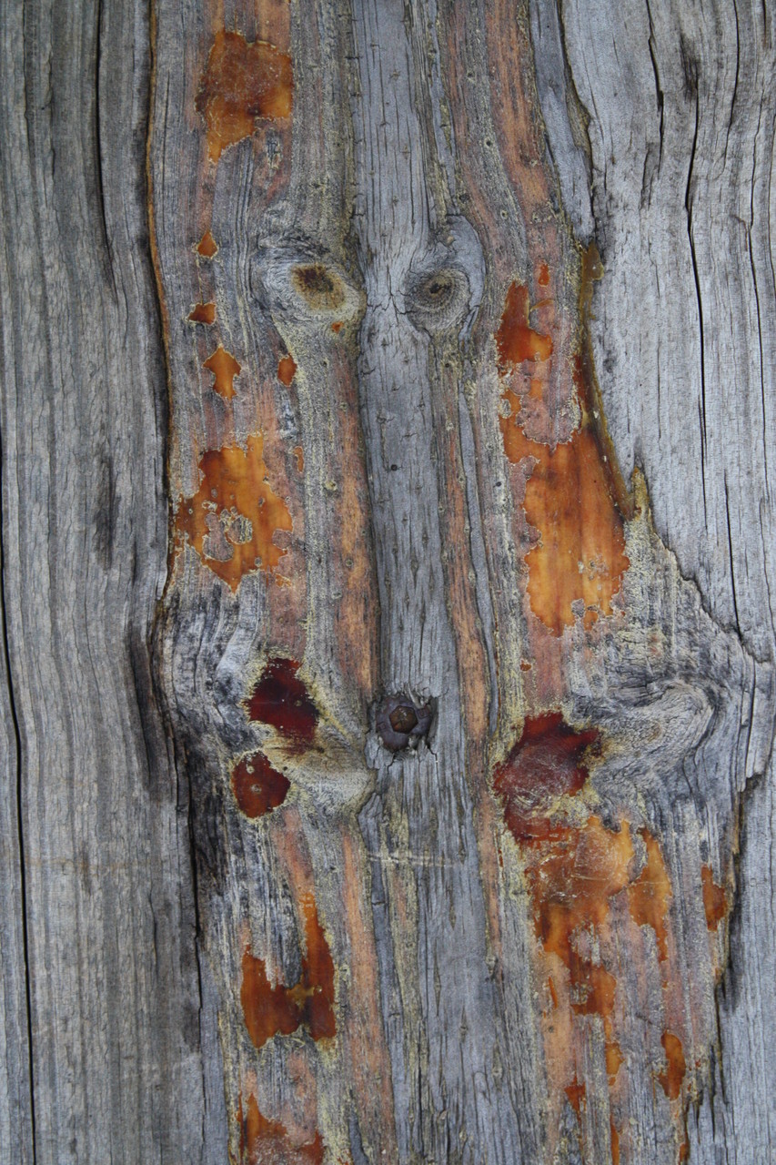 Wolf tree spirit